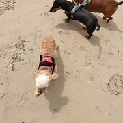 House Sitter - Exp multi animal carer lover Trustworthy