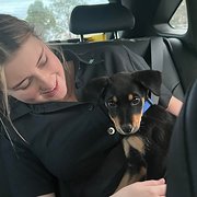 House Sitter - Student Nurse House sitter 