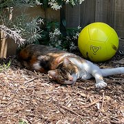 House Sitter - The Mc family.