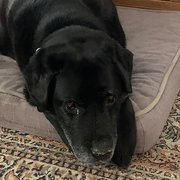 House Sitter - Professional sitters fulltime 