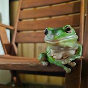 House Sitter - Joyful pet care and house sitting !