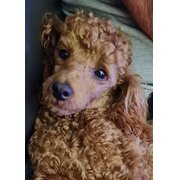 House Sitter - The 3 B's