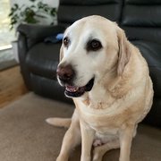 House Sitter - Family of 4