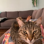 House Sitter - Mature and reliable house sitter