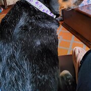 House Sitter - Annie