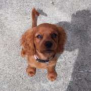 House Sitter - Sunlover