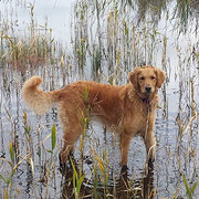 House Sitter - Animal lover with 7+yrs experience-Grace