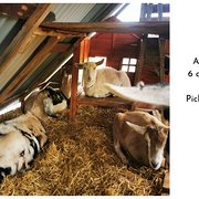 House Sitter - Small business owner with hobby farm
