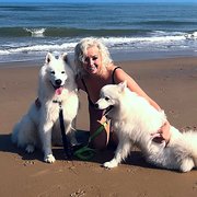 House Sitter - "10/10 Belly rubs!" - Archie, Dog, Age 3