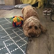 House Sitter - David and Jill