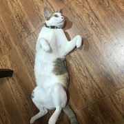 House Sitter - Guide Dogs Volunteer, Cat lover.