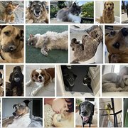 House Sitter - Let me be your peace of mind!