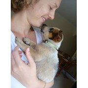 House Sitter - Working from home and loves animals 