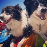 House Sitter - Nicole