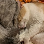 House Sitter - Caring, reliable, animal-lover