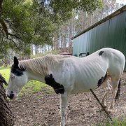 House Sitter - Mrs Kathleen