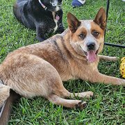 House Sitter - Itchy Feet Pet Sitter