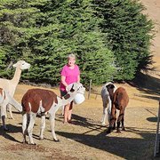 House Sitter - Dependable, animal loving retirees 