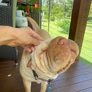 House Sitter - Couple 27-30yo looking to pet sit