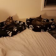 House Sitter - Dayle