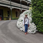 House Sitter - Cat lady