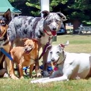 House Sitter - Very Neat & Tidy Animal Lover