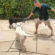 House Sitter - Housesit Whisperers