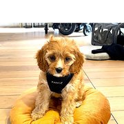 House Sitter - Arrive to Happy Loved Pets & Clean Home