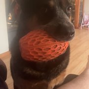 House Sitter - Kiara 
