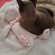 House Sitter - All Creatures Great and Small