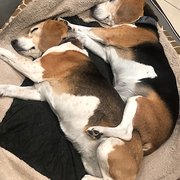 House Sitter - Recently retired