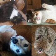 House Sitter - work at home, love dogs & cats, reliable