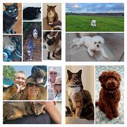 House Sitter - Clean, capable, conscientious carers.