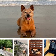 House Sitter - Reliable and Honest Sitter