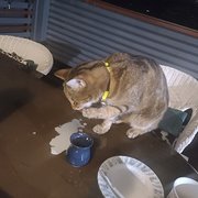 Home Owner wanting sitter in Brisbane, Queensland