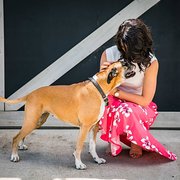 House Sitter - Trusted House Sitter 