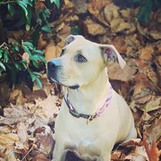 House Sitter - Giulia, Meenah, and pups