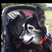 House Sitter - Care first always!