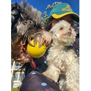 House Sitter - Fiorina