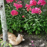 House Sitter - DECADE housesitting.PAMPER your pet&home