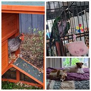 House Sitter - Wendy