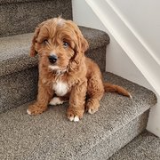 House Sitter - Sue & Kevin Smith