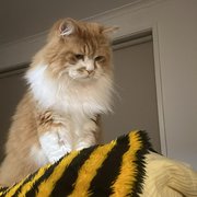 House Sitter - CC Cat Comforter Pet Protector