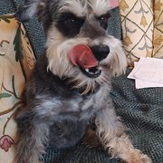 House Sitter - Linda