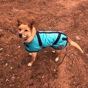 Home Owner wanting sitter in Dubbo, New South Wales