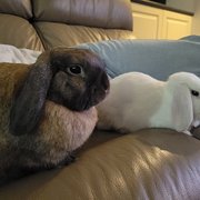 House Sitter - Family of 6 who loves travelling.