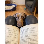 House Sitter - Responsible newly retired animal lovers