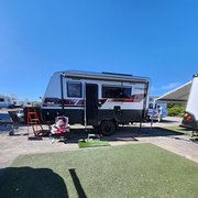 House Sitter - Buzzy