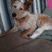 House Sitter - Cathy 