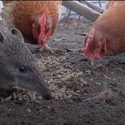 House Sitter - Mature cpl w references & Police-Checked